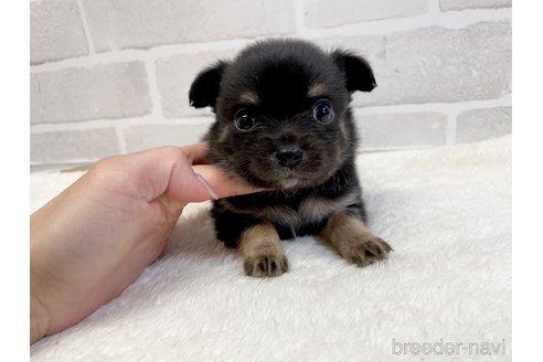 成約済の愛知県のチワワ(ロングコート)-355920の1枚目