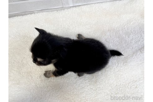 成約済の愛知県のチワワ(ロングコート)-355921の5枚目