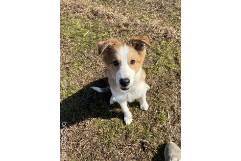 成約済の兵庫県のミックス犬-355605