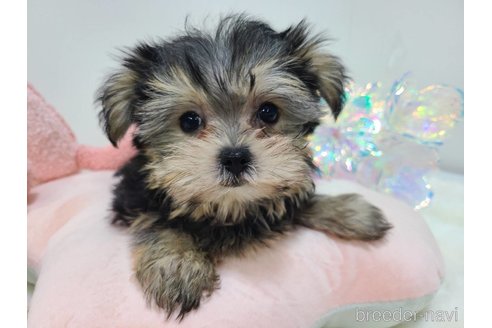 販売中の東京都のミックス犬-351061の23枚目