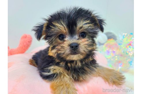 販売中の東京都のミックス犬-351062の14枚目