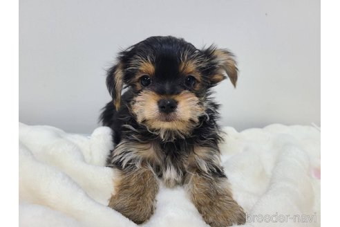 販売中の東京都のミックス犬-351064の21枚目