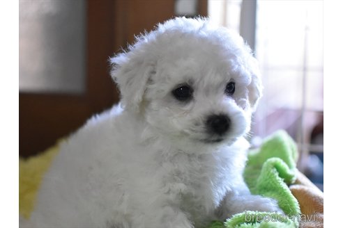 成約済の愛知県のビションフリーゼ-352884の1枚目
