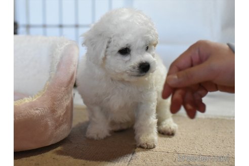 成約済の愛知県のビションフリーゼ-352884の4枚目