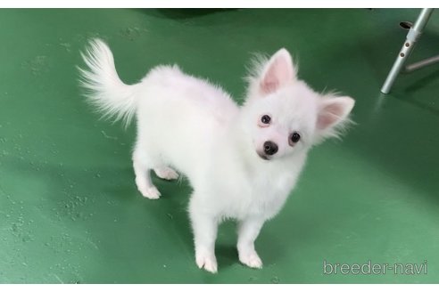成約済の東京都のポメチワ:ポメラニアン×チワワ-311442の5枚目