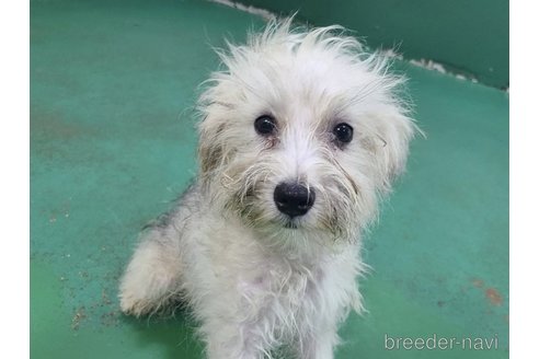 販売中の東京都のミックス犬-319293の26枚目