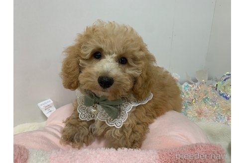 成約済の東京都のトイプードル-334746の8枚目