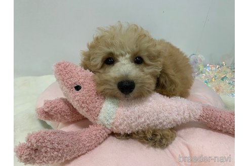 成約済の東京都のトイプードル-334746の7枚目