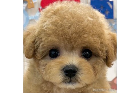 成約済の愛知県のビションプー:ビションフリーゼ×トイプードル-354232の1枚目