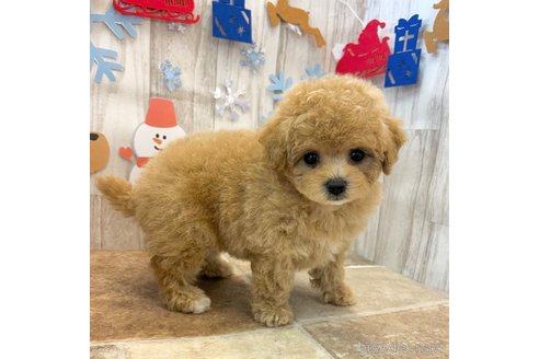 成約済の愛知県のビションプー:ビションフリーゼ×トイプードル-354232の4枚目