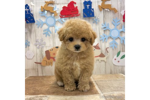 成約済の愛知県のビションプー:ビションフリーゼ×トイプードル-354232の2枚目