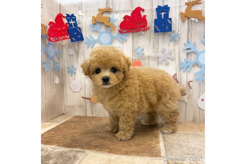 成約済の愛知県のビションプー:ビションフリーゼ×トイプードル-354232の3枚目