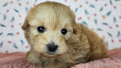成約済の愛知県のミックス犬-349830の29枚目