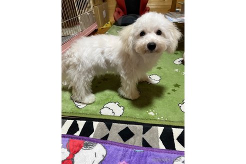 成約済の埼玉県のビションプー:ビションフリーゼ×トイプードル-332473の6枚目