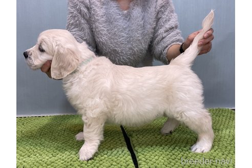 成約済の愛知県のゴールデンレトリーバー-352413の8枚目