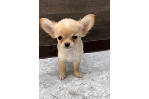 成約済の福岡県のチワワ(ロングコート)-349155の7枚目