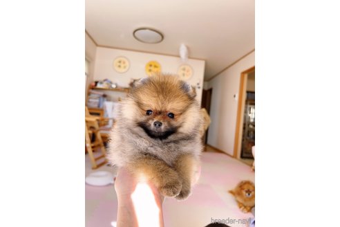 成約済の岐阜県のポメラニアン-346047の20枚目