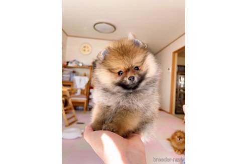 成約済の岐阜県のポメラニアン-346047の18枚目