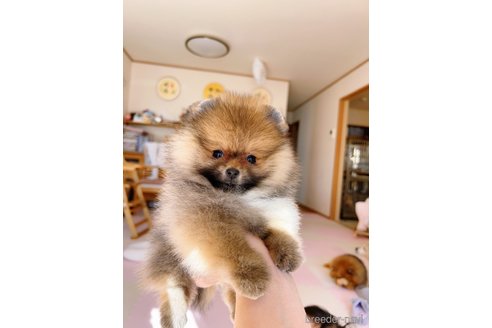 成約済の岐阜県のポメラニアン-346047の14枚目