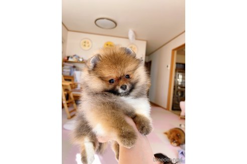 成約済の岐阜県のポメラニアン-346047の13枚目