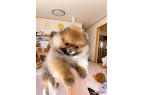 成約済の岐阜県のポメラニアン-346047の11枚目