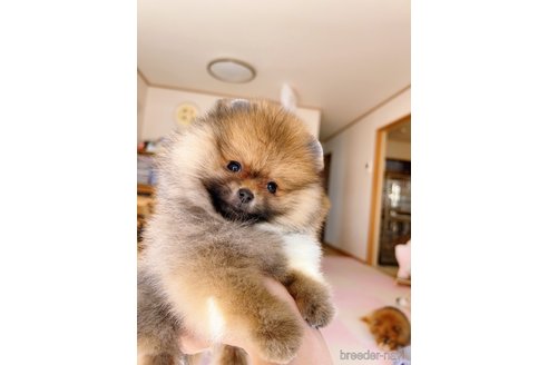 成約済の岐阜県のポメラニアン-346047の12枚目