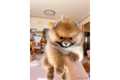 成約済の岐阜県のポメラニアン-346047の2枚目