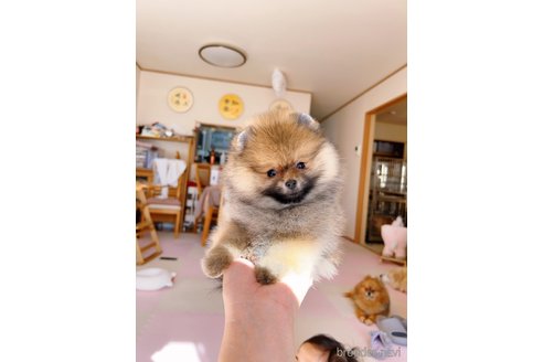 成約済の岐阜県のポメラニアン-346047の8枚目