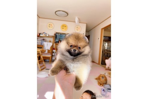 成約済の岐阜県のポメラニアン-346047の7枚目