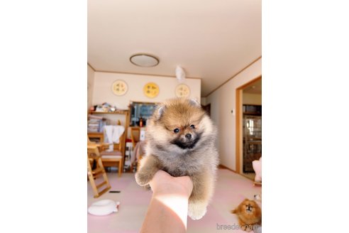 成約済の岐阜県のポメラニアン-346047の9枚目