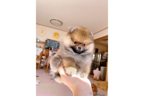 成約済の岐阜県のポメラニアン-346047の5枚目
