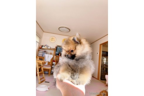 成約済の岐阜県のポメラニアン-346047の3枚目
