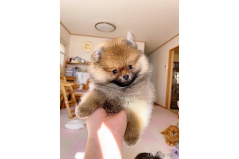 成約済の岐阜県のポメラニアン-346047の4枚目