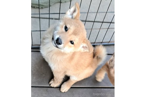 成約済の千葉県のミックス犬-352590の1枚目