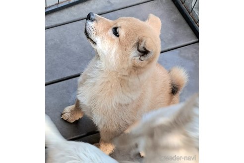 成約済の千葉県のミックス犬-352590の5枚目