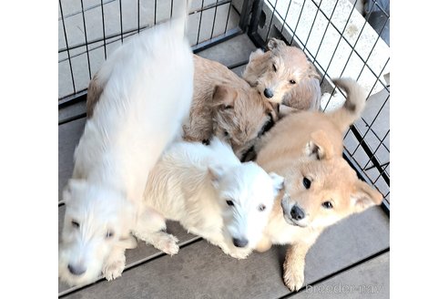 成約済の千葉県のミックス犬-352590の4枚目