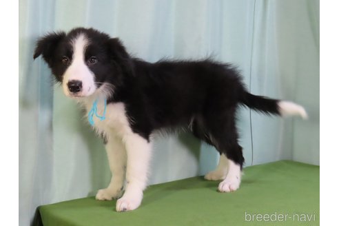 成約済の茨城県のボーダーコリー-350695の4枚目