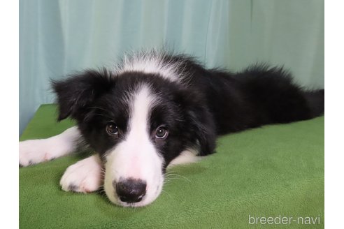 成約済の茨城県のボーダーコリー-350695の2枚目