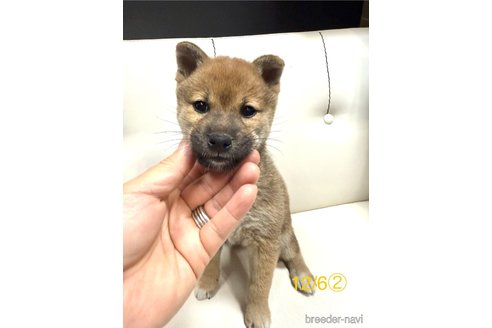 成約済の愛知県の柴犬-348618の9枚目