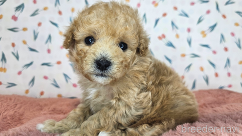 成約済の愛知県のミックス犬-349831の32枚目