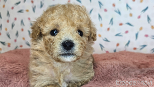 成約済の愛知県のミックス犬-349831の30枚目