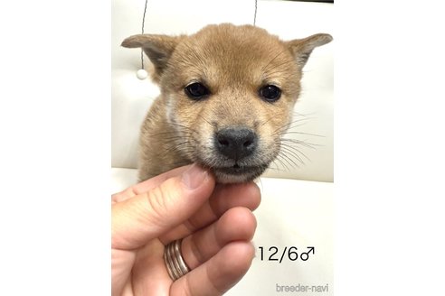 成約済の愛知県の柴犬-348629の6枚目