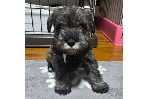 成約済の岡山県のミニチュアシュナウザー-351740の7枚目