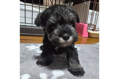 成約済の岡山県のミニチュアシュナウザー-351739の8枚目