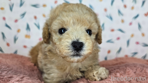 成約済の愛知県のミックス犬-349817の14枚目