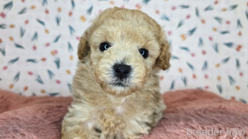 成約済の愛知県のミックス犬-349817の13枚目