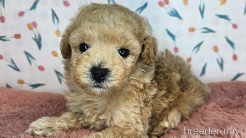 成約済の愛知県のミックス犬-349817の12枚目