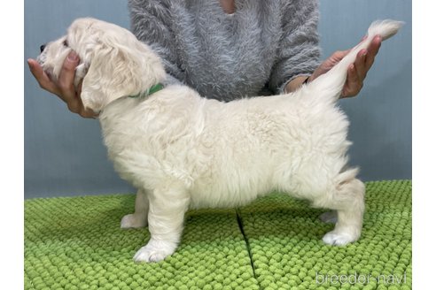 成約済の愛知県のゴールデンレトリーバー-356011の4枚目