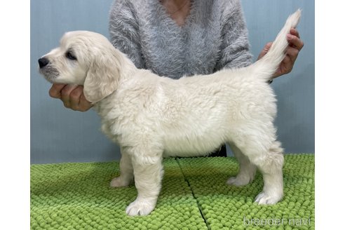 成約済の愛知県のゴールデンレトリーバー-356013の7枚目