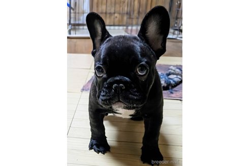 成約済の愛媛県のフレンチブルドッグ-348949の35枚目